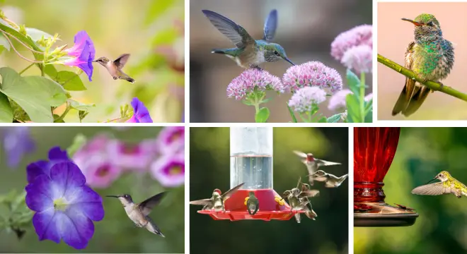 Attract Hummingbirds to Your Home Garden