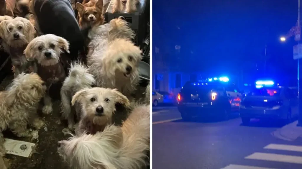 38 Dogs and 7 Ferrets Found in Deplorable Conditions Inside Ohio Home
