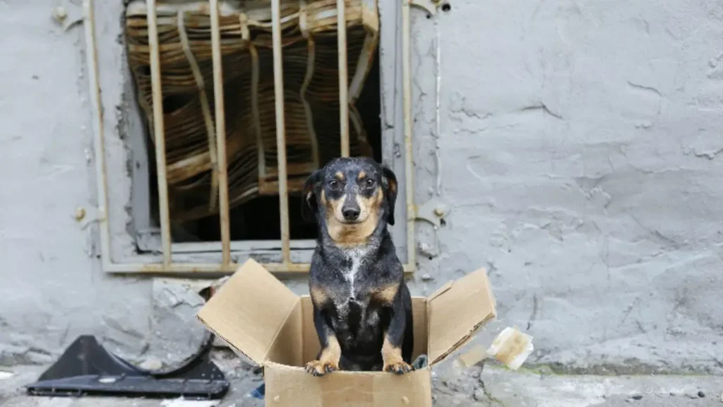 38 Dogs and 7 Ferrets Found in Deplorable Conditions Inside Ohio Home