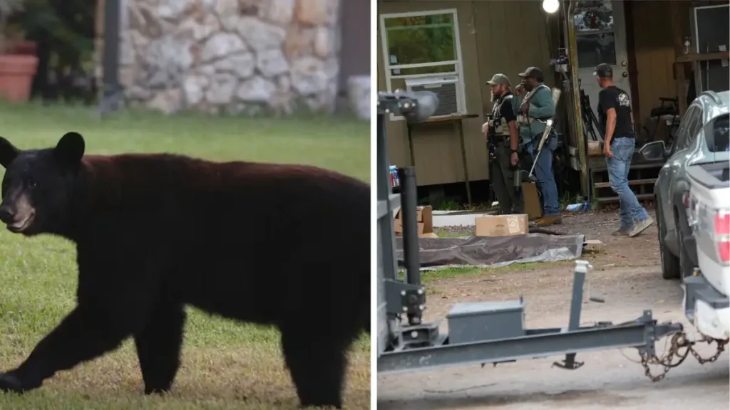 Florida Man, 89, Killed in Home by 263-Pound Black Bear