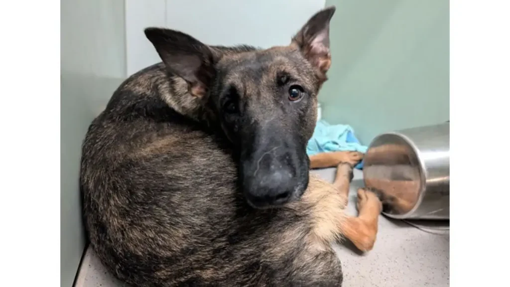 48 dogs in NYC apartment