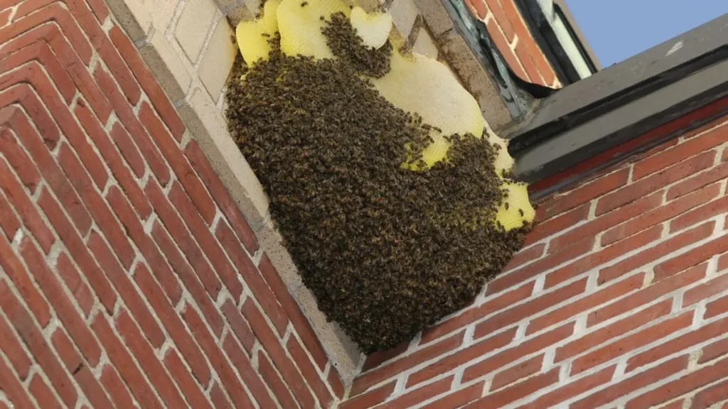 Bees in Texas home walls