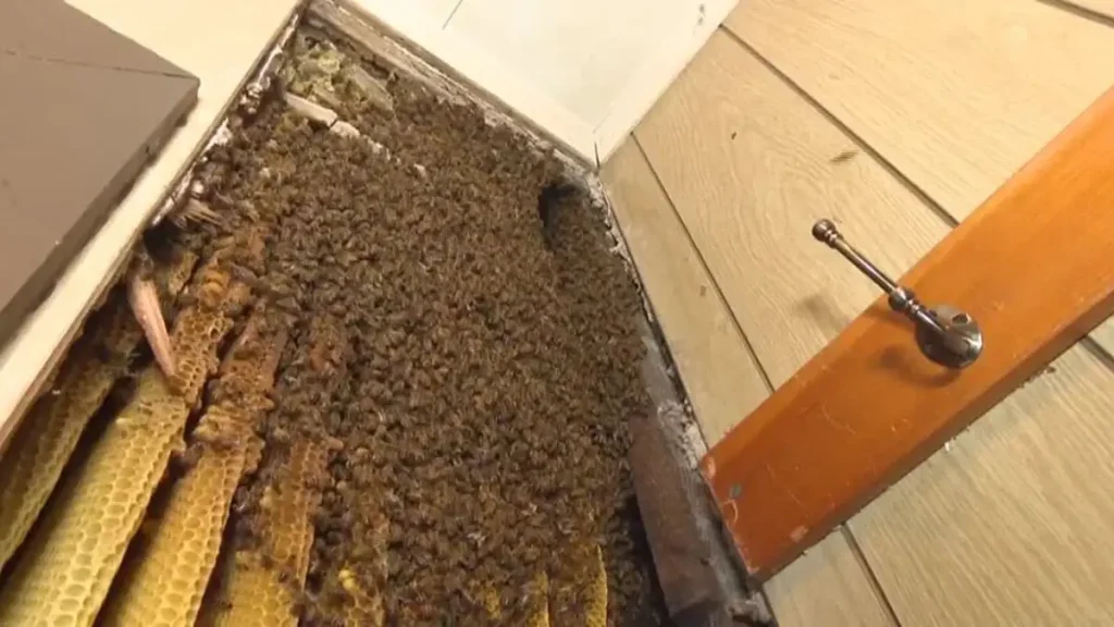 Bees in Texas home walls