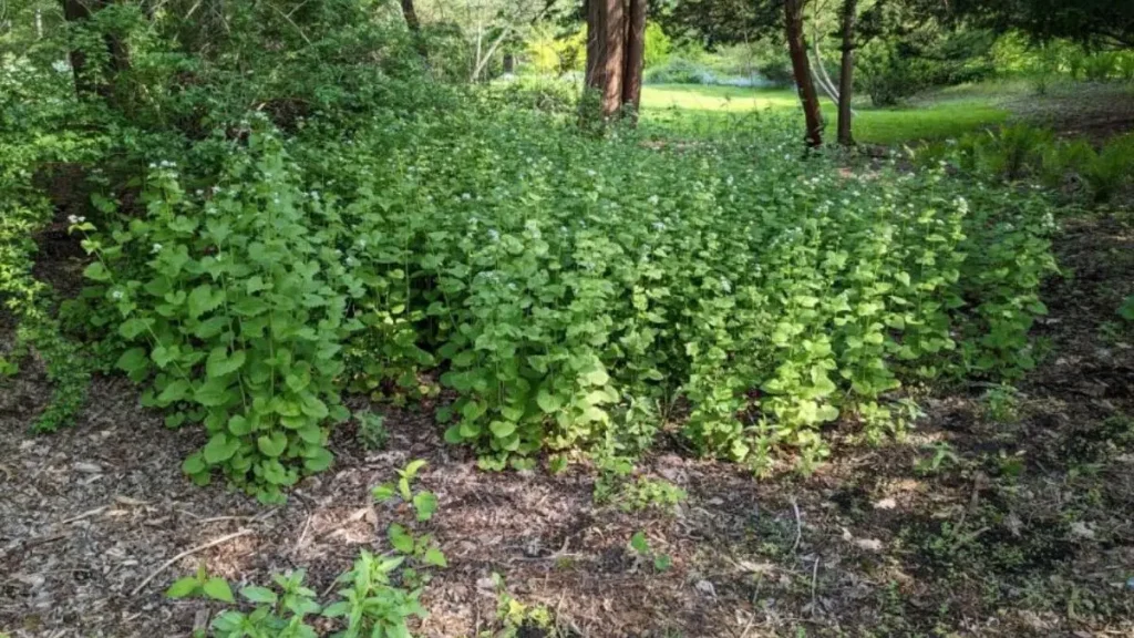 Virginia invasive plants