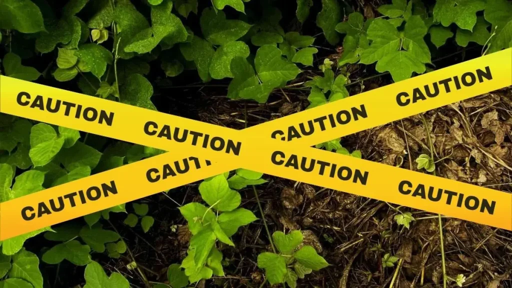 Virginia invasive plants