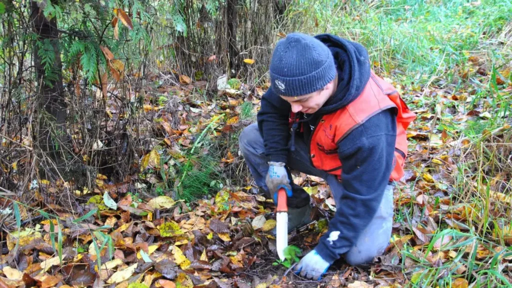Virginia invasive plants