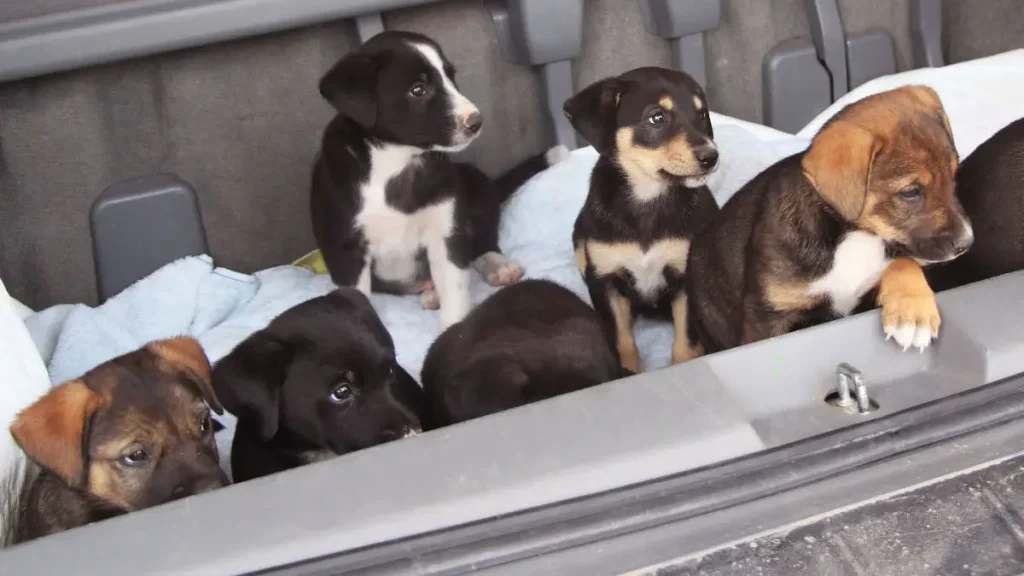 Dog killed in North Portland House Fire