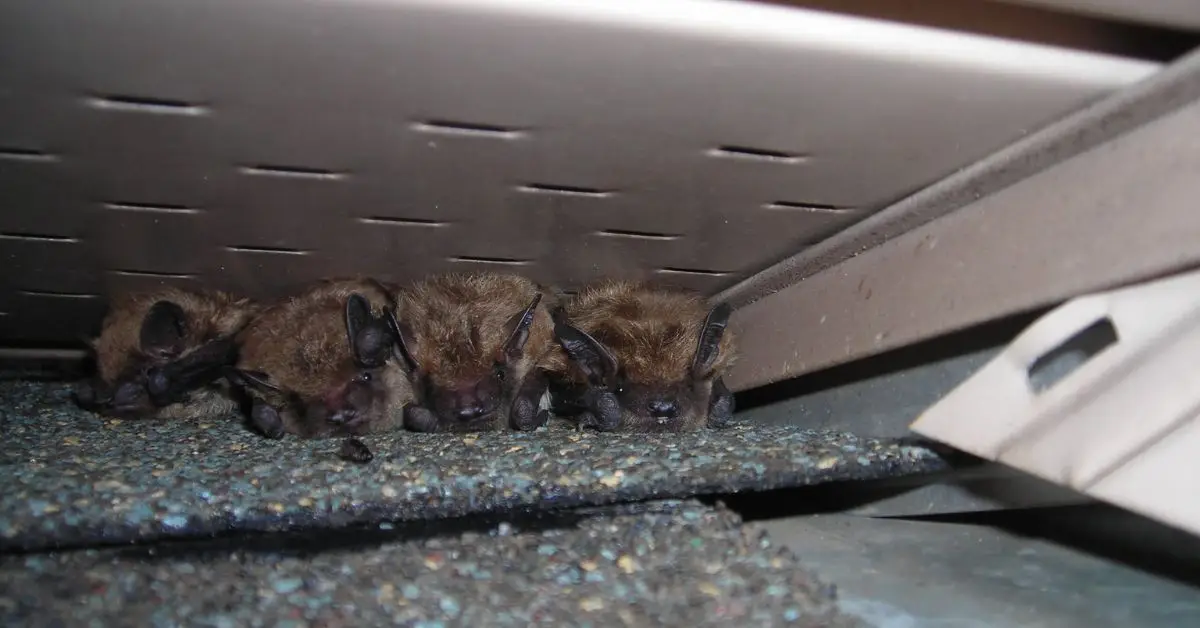 Stop Bats From Invading Your Home