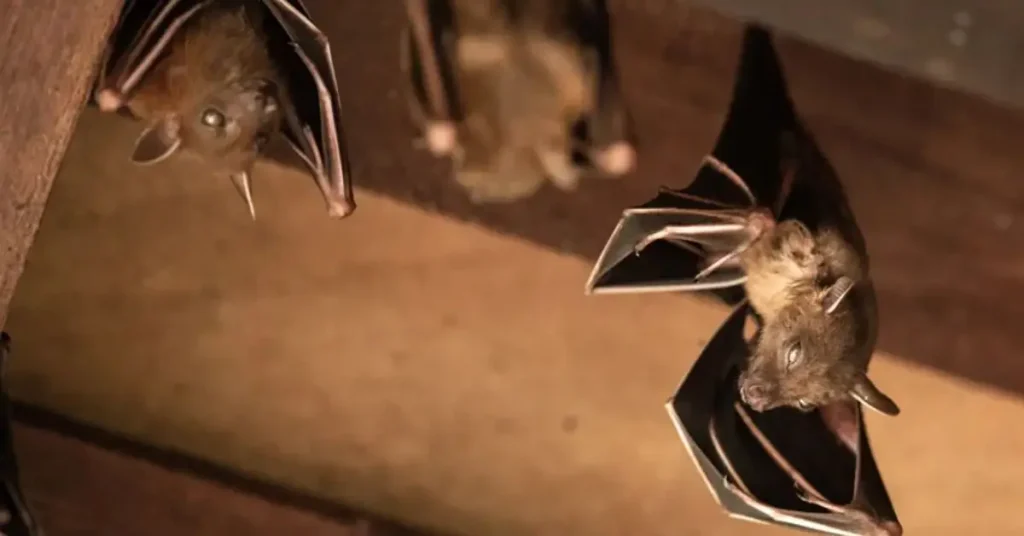 Stop Bats From Invading Your Home