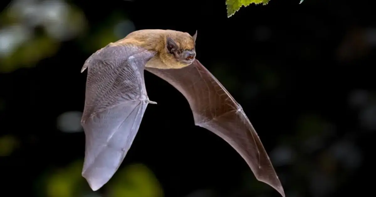 Stop Bats From Invading Your Home
