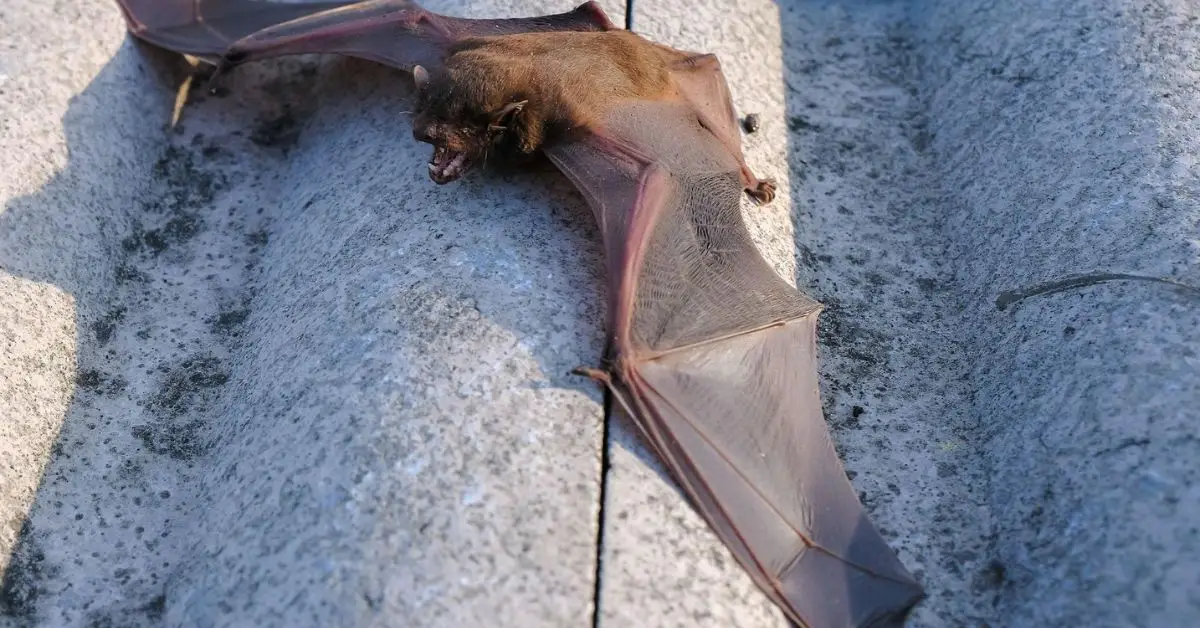 Stop Bats From Invading Your Home