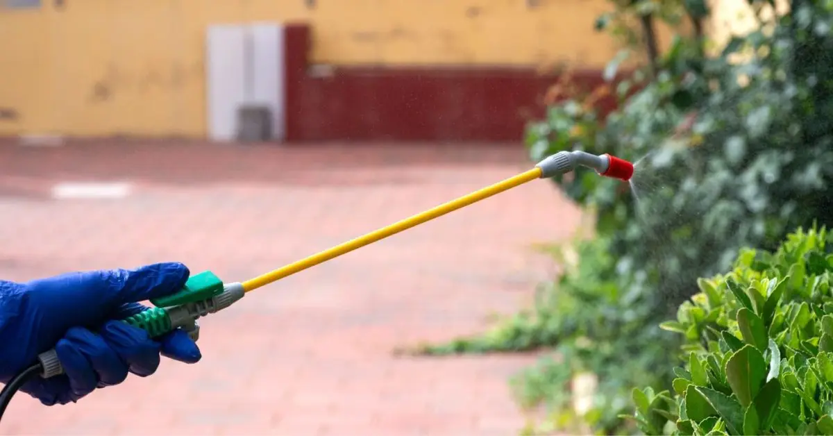 Get Rid of Earwigs