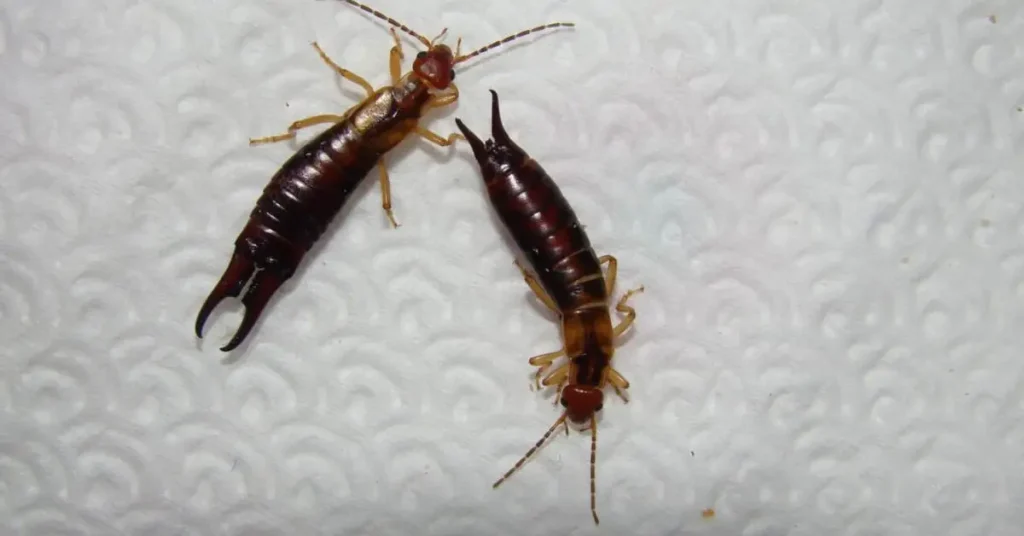 Get Rid of Earwigs