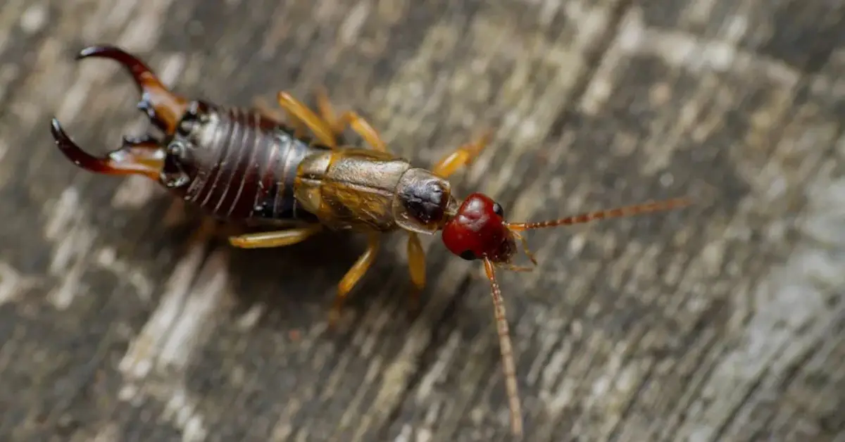 Get Rid of Earwigs