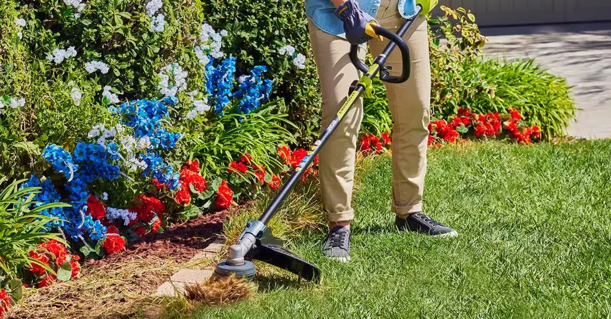 Get Rid of Earwigs