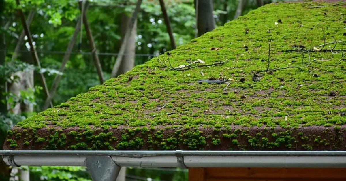 How to remove moss from roof