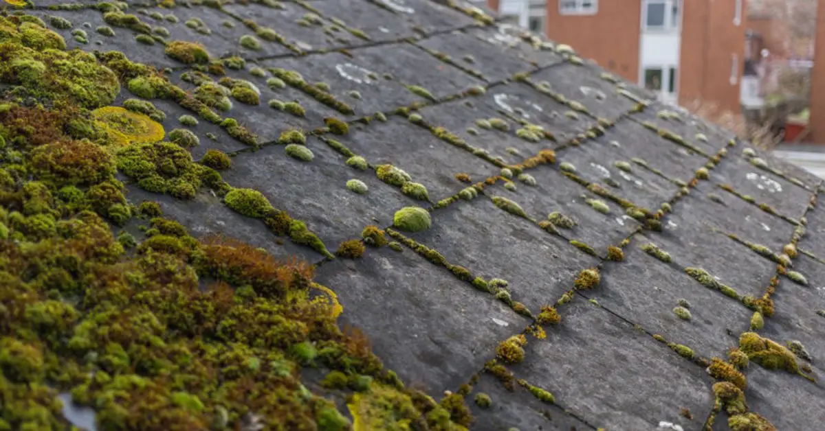 How to safely remove algae from roof