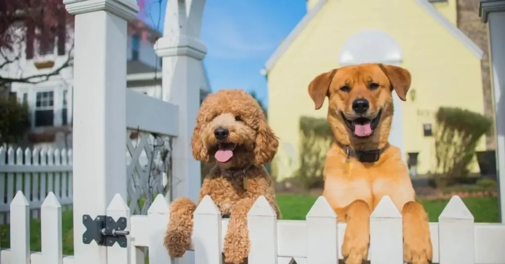 Pet-Proof Your New Home