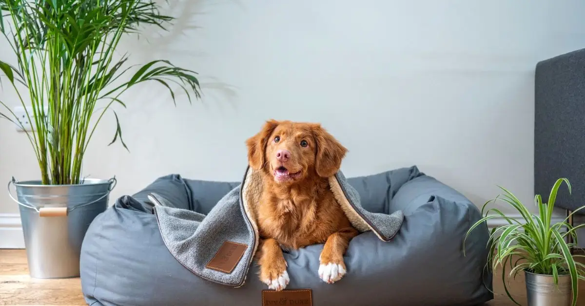 Pet-friendly interior design