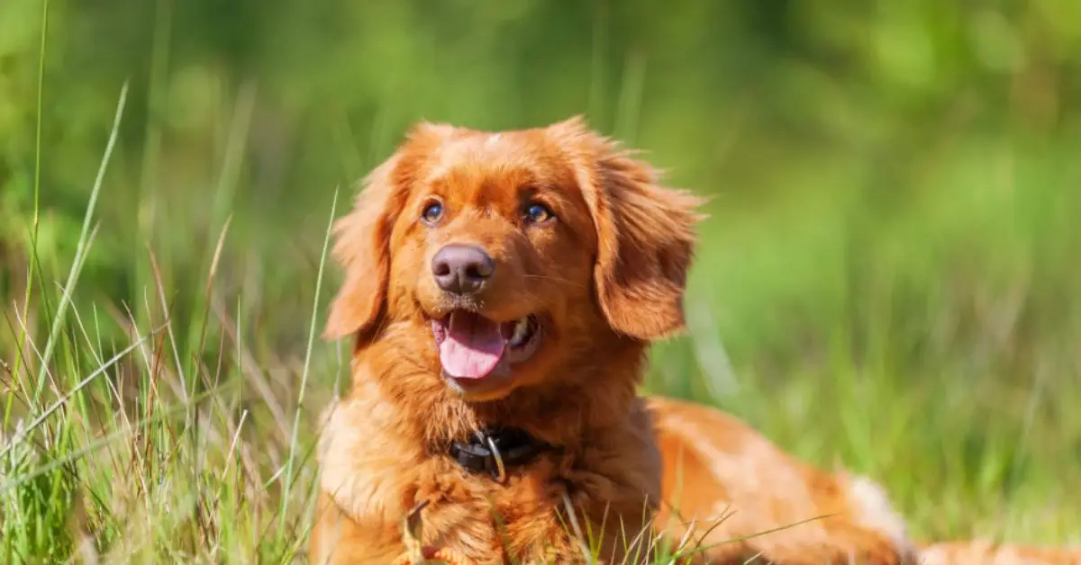 home design mistakes for pets