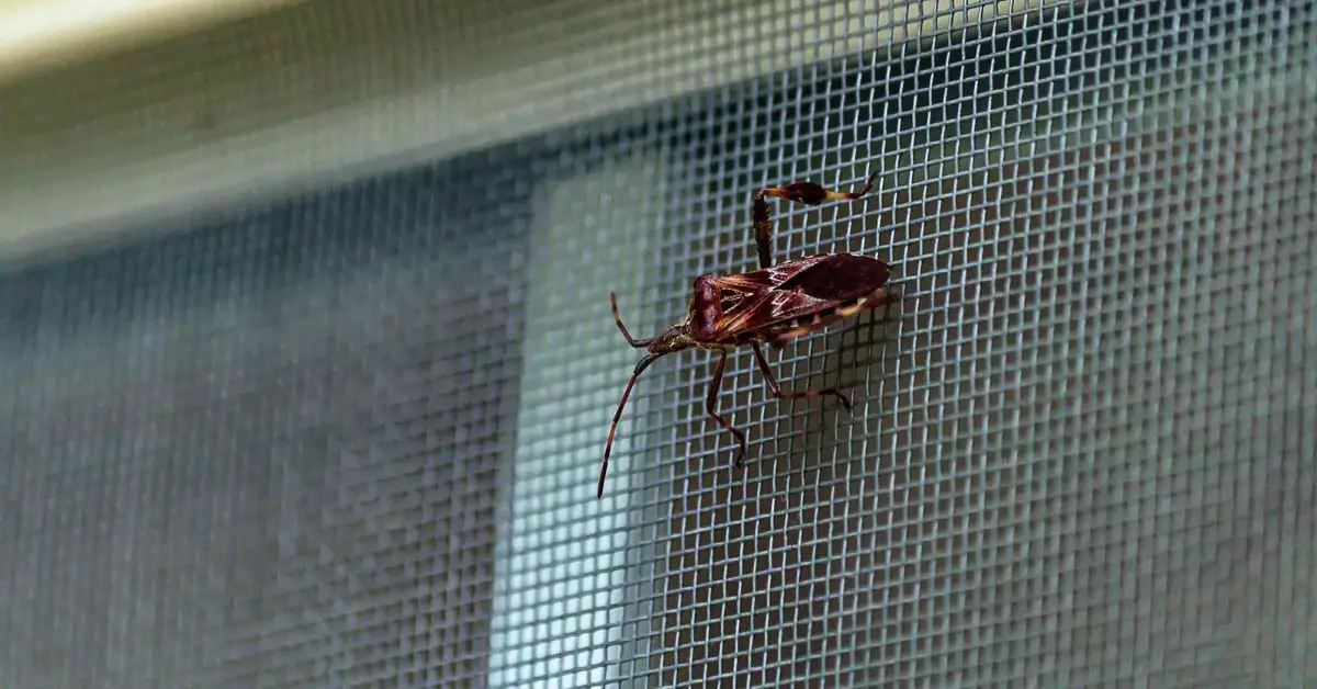 how to keep bugs out of the house
