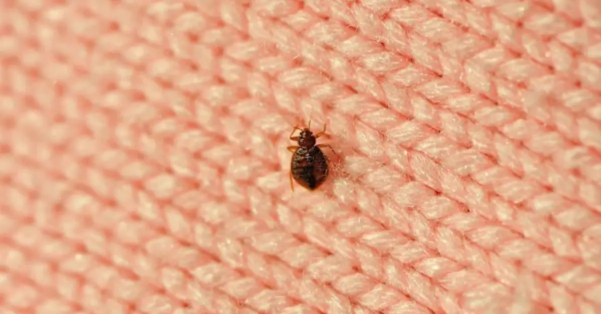 how to keep bugs out of the house