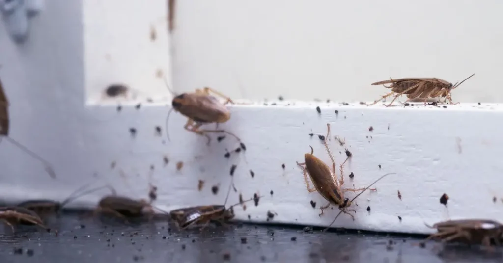 how to keep bugs out of the house