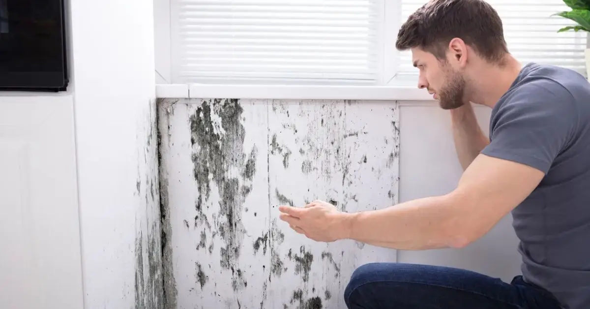 how to remove mold from wood