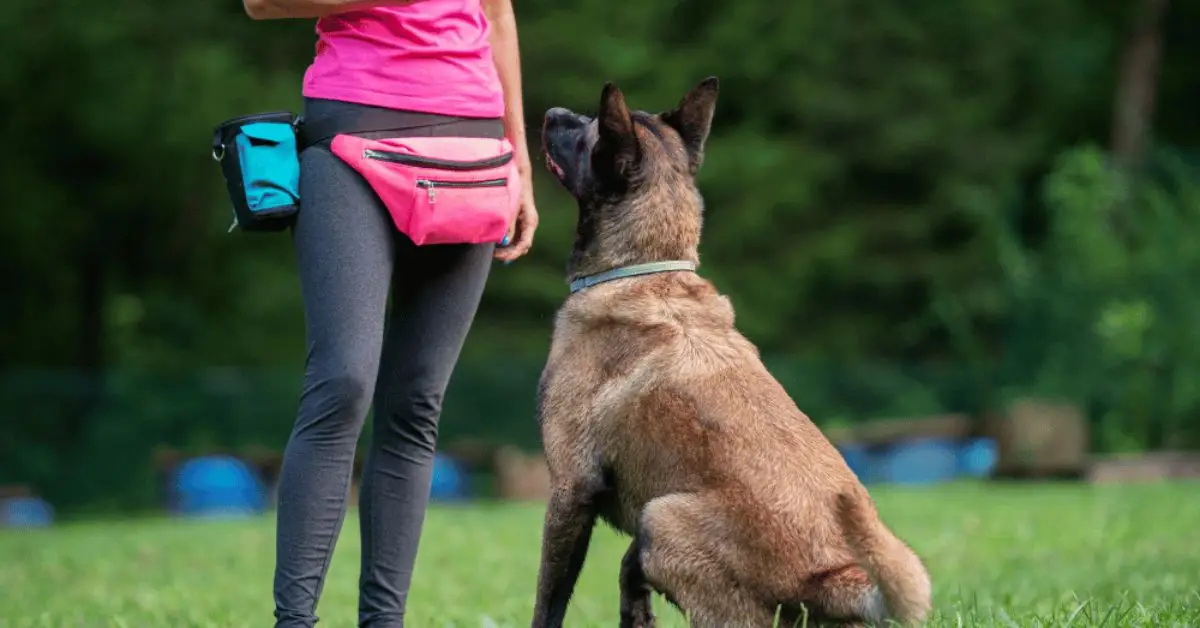 Dog door burglar prevention