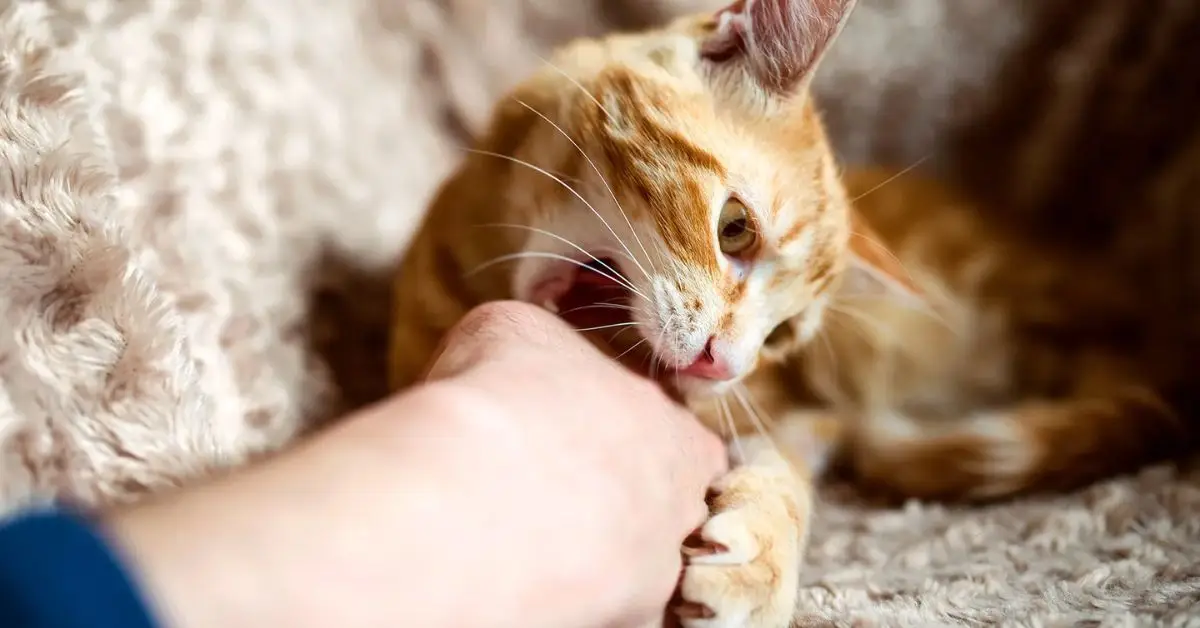Home safety for toddlers with pets