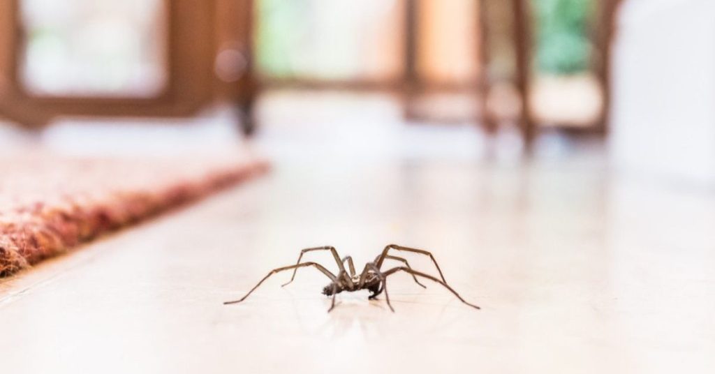 How to Make Your Home Spider-Free