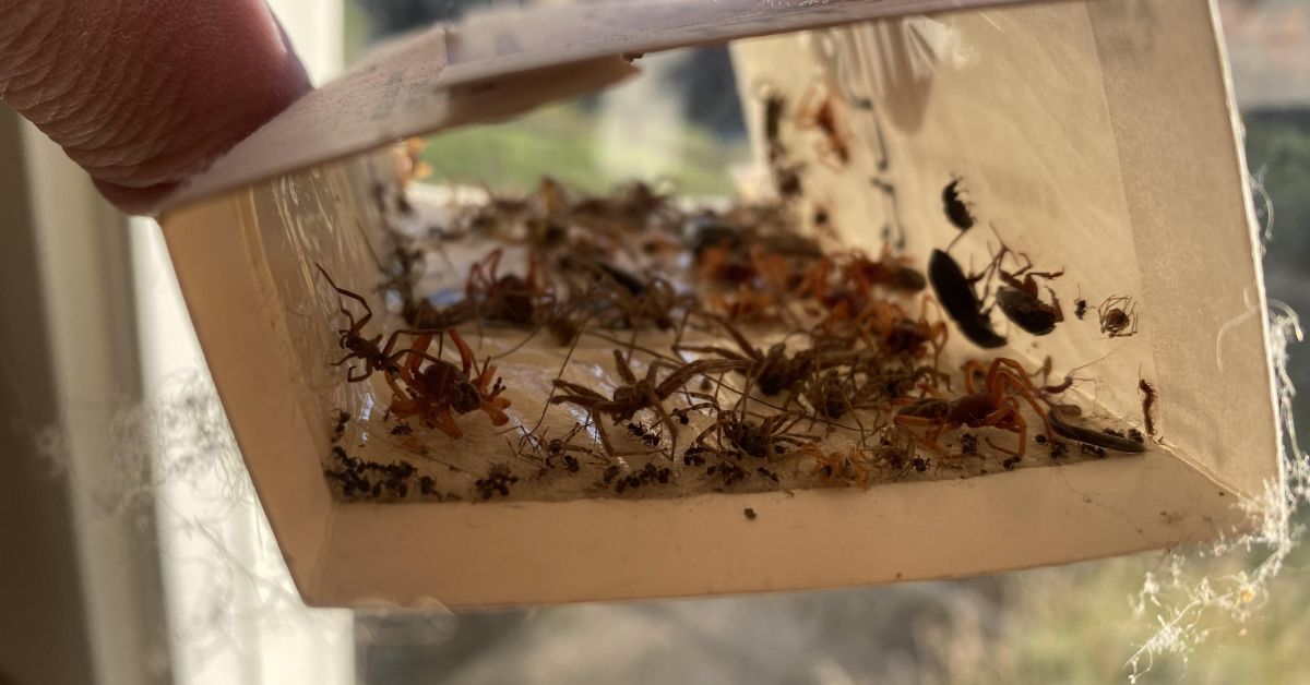 How to Make Your Home Spider-Free
