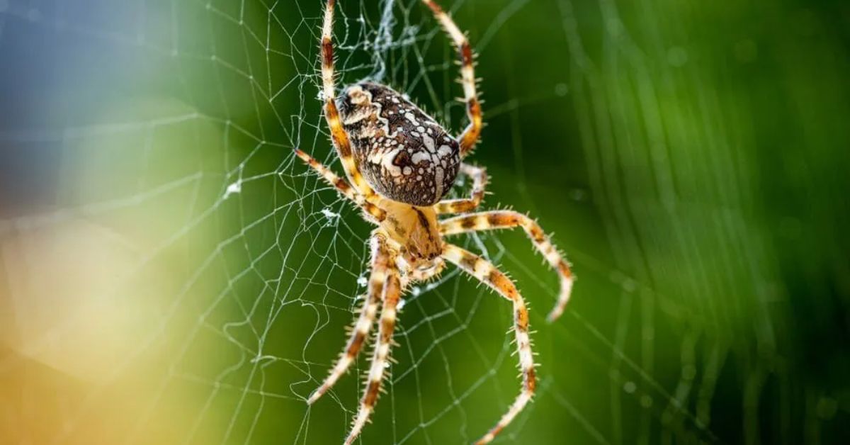 How to Make Your Home Spider-Free