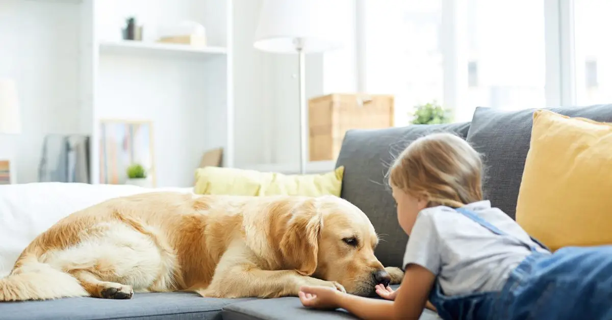 How to disinfect your home