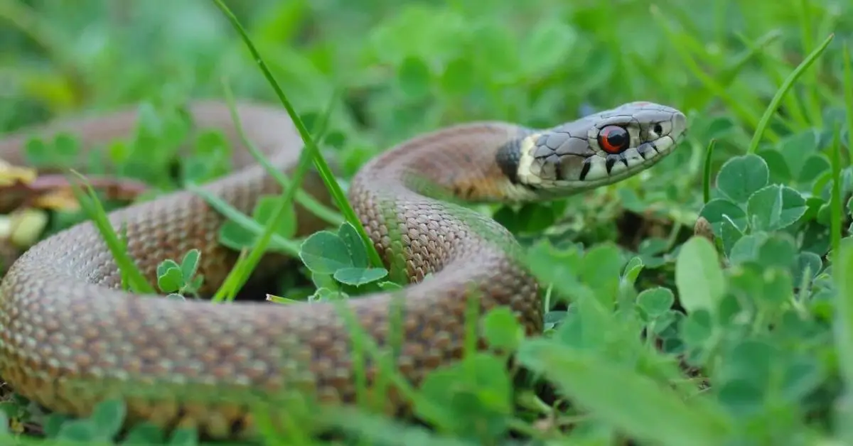 Prevent Snakes From Making Your Yard Their Home