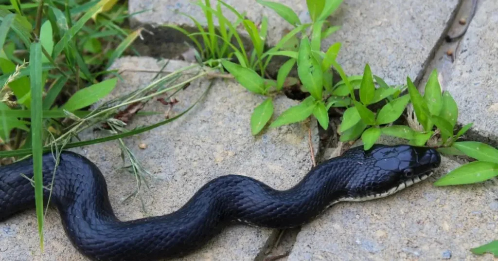 Prevent Snakes From Making Your Yard Their Home