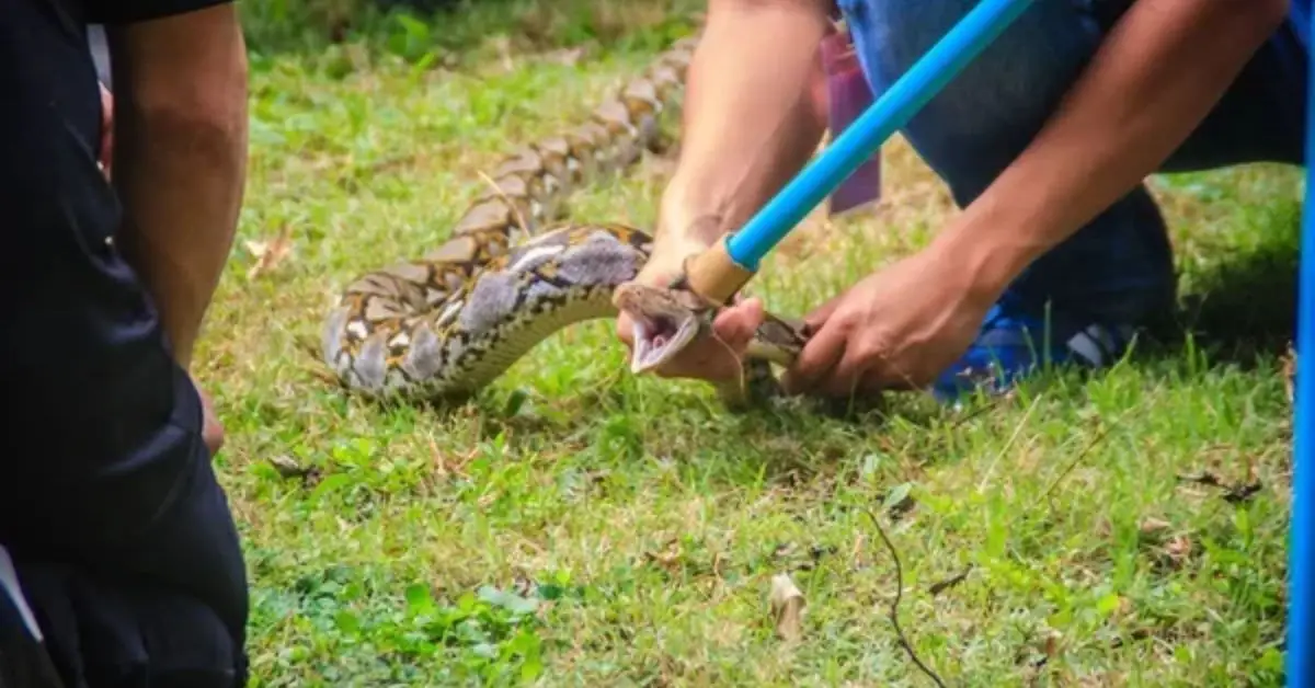 Prevent Snakes From Making Your Yard Their Home