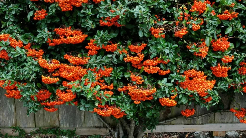 defensive plants for home security