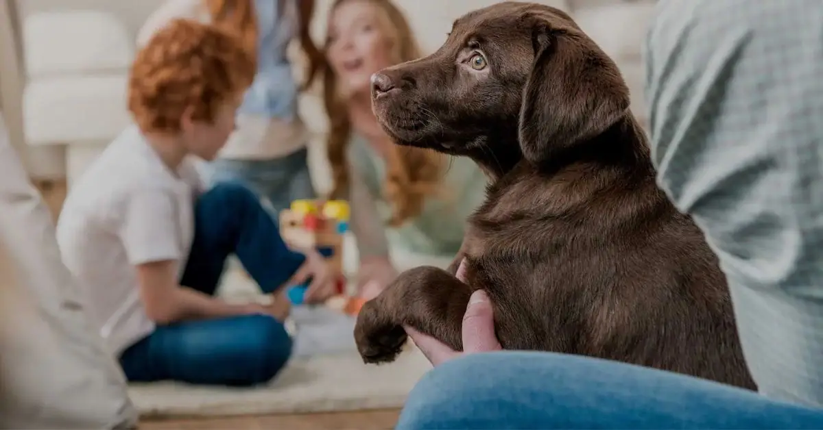 dog breeds for home security