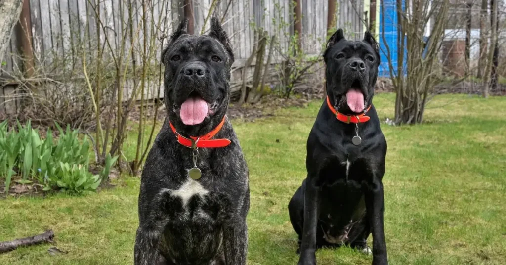 dog breeds for home security