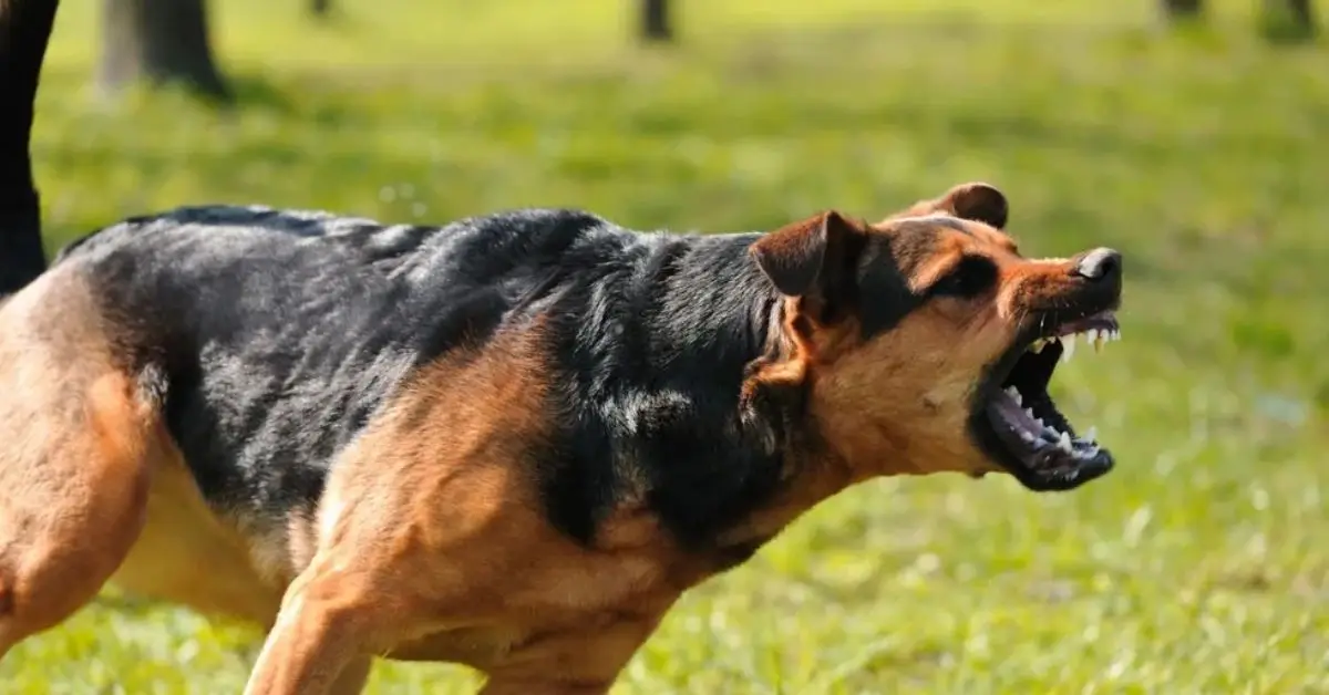 dog breeds for home security