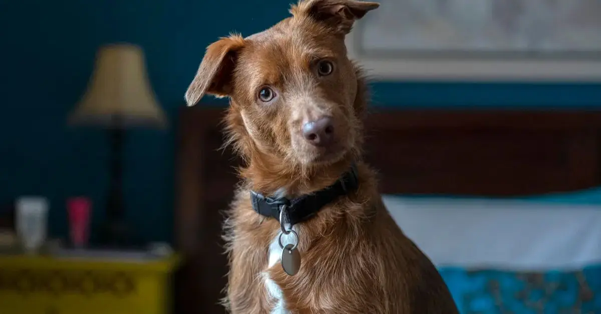 dog breeds for home security