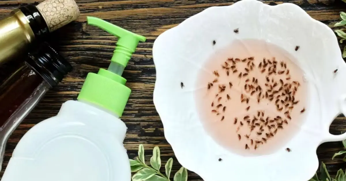 homemade fly trap
