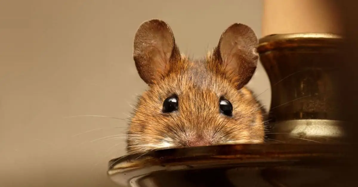 how to get rid of mice