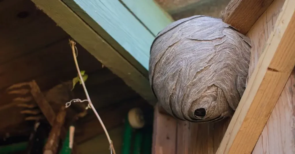 how to prevent wasps from nesting
