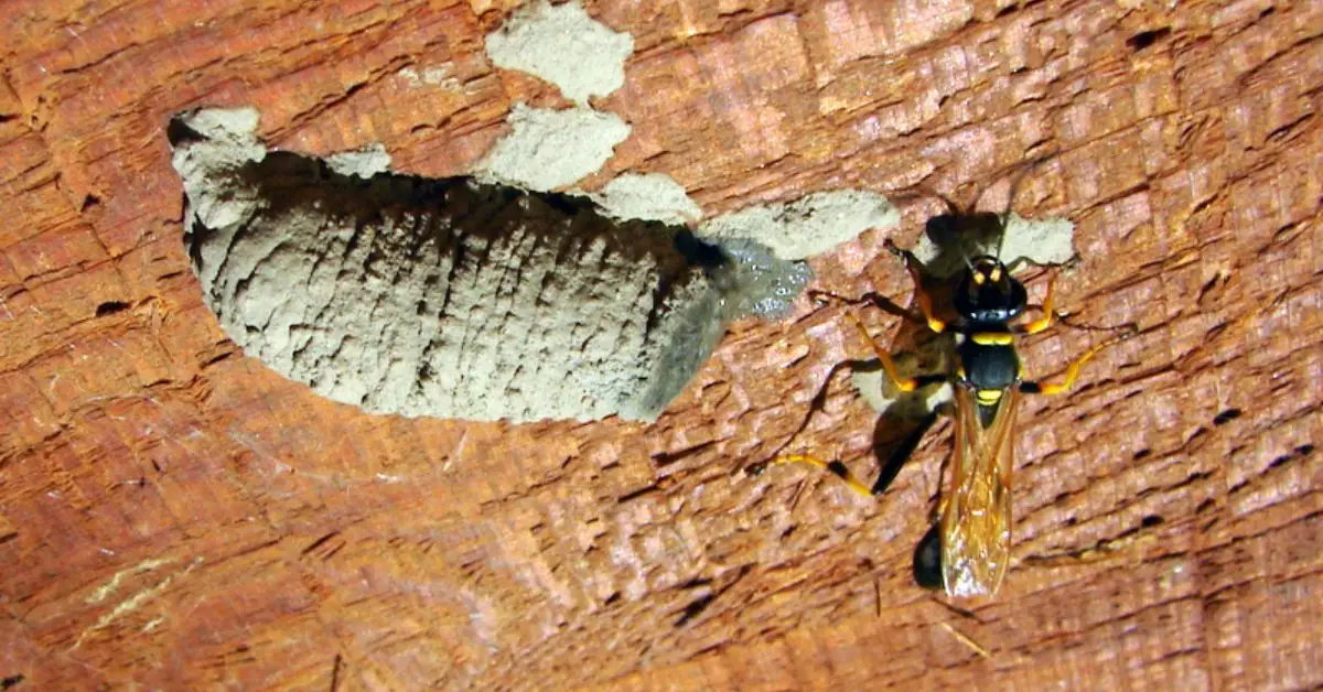 how to prevent wasps from nesting