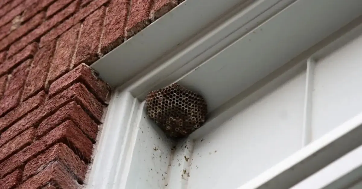how to prevent wasps from nesting