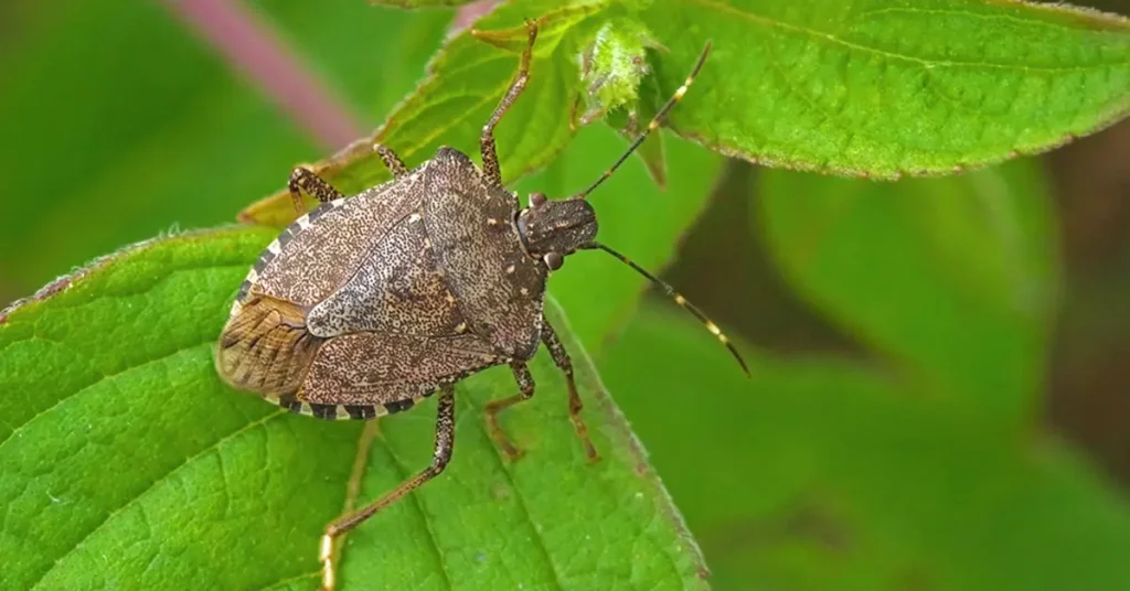 Best natural solutions for stink bugs in the home