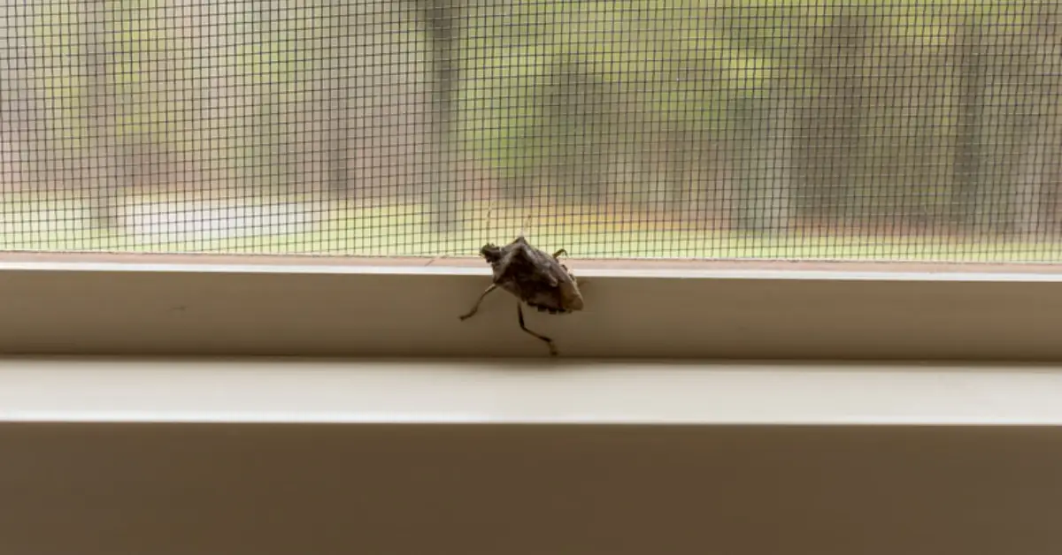 Best natural solutions for stink bugs in the home