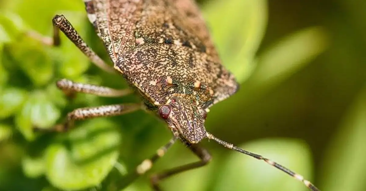 Best natural solutions for stink bugs in the home